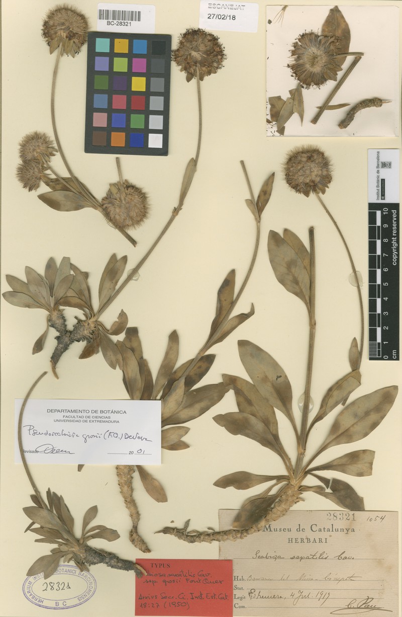 Pseudoscabiosa grosii photo 2
