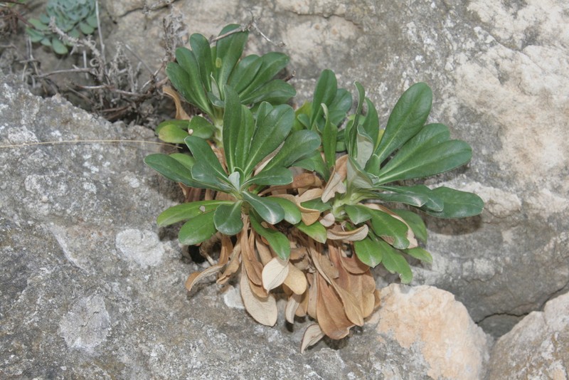 Pseudoscabiosa limonifolia