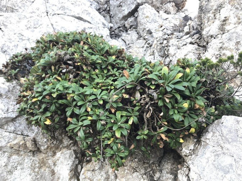 Pseudoscabiosa limonifolia photo 2