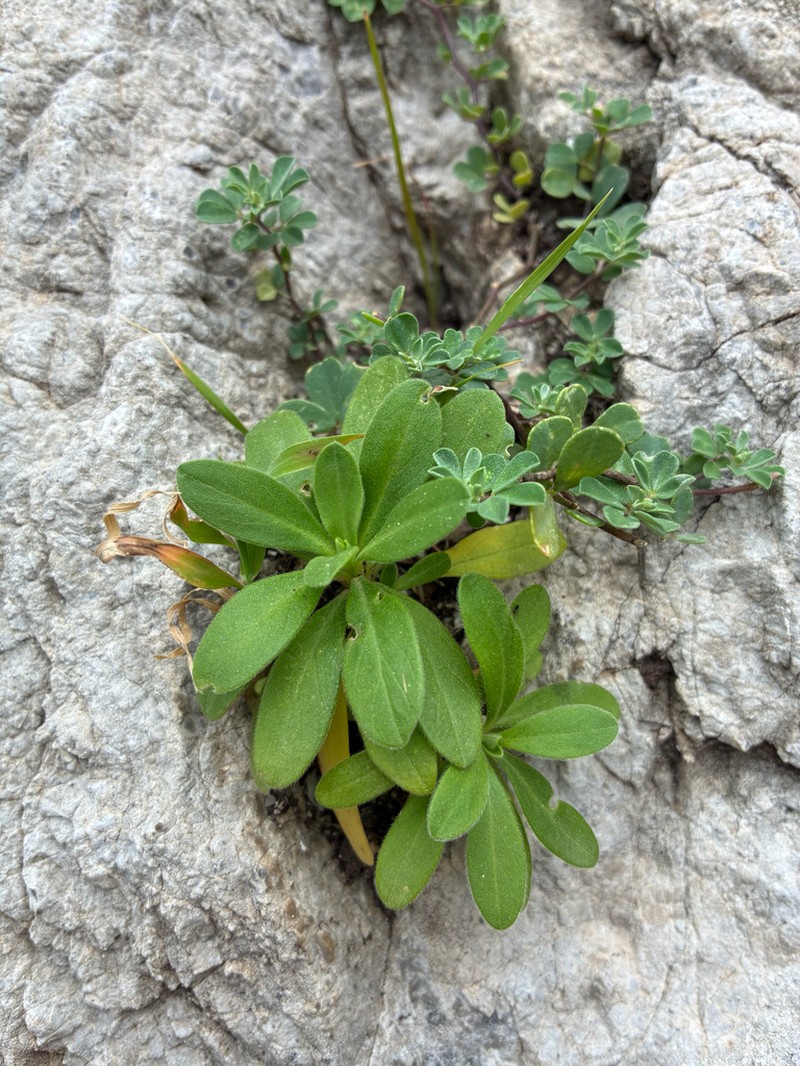 Pseudoscabiosa limonifolia photo 3