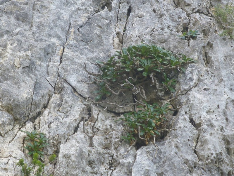 Pseudoscabiosa limonifolia photo 4