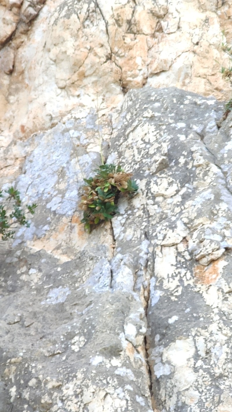 Pseudoscabiosa limonifolia photo 5