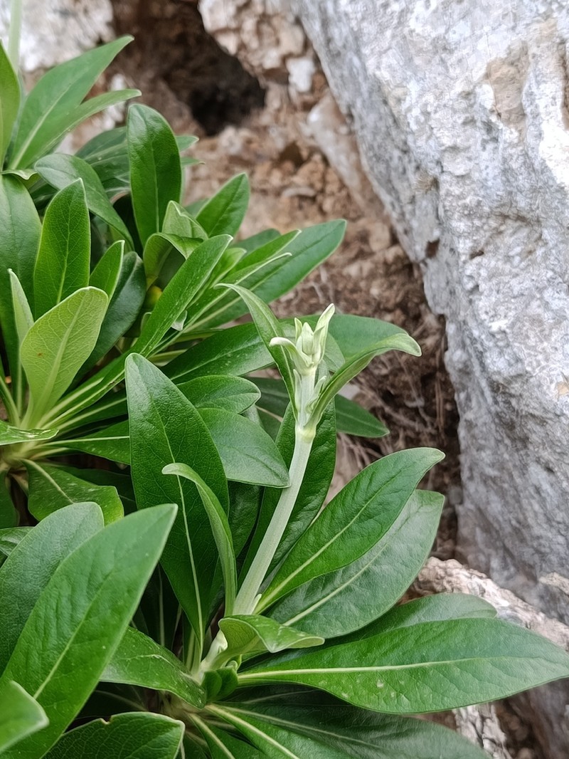 Pseudoscabiosa limonifolia photo 8