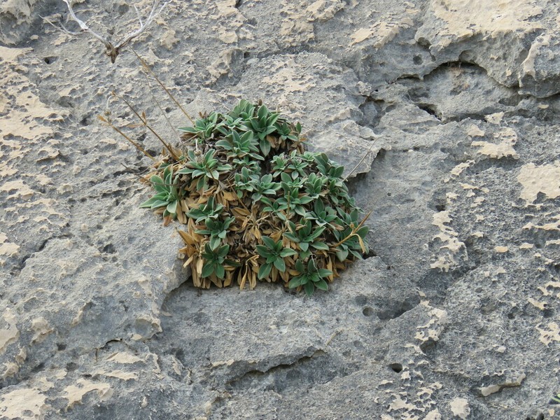 Pseudoscabiosa saxatilis