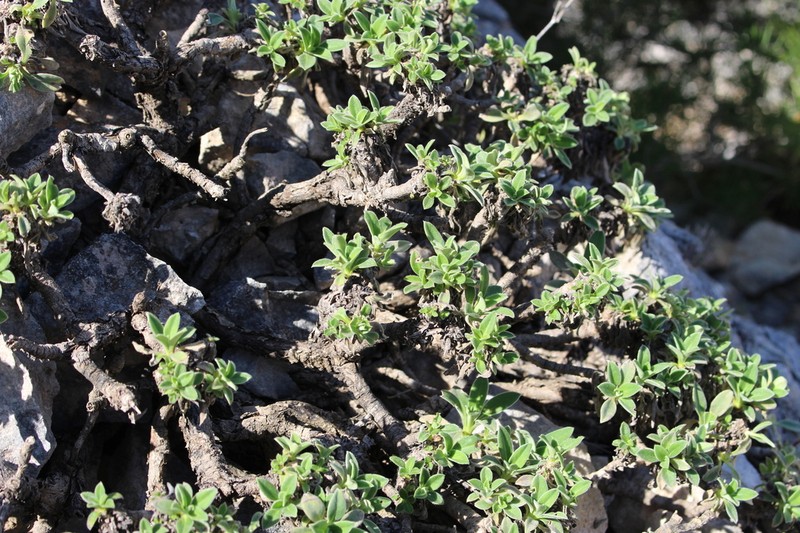 Pseudoscabiosa saxatilis photo 2