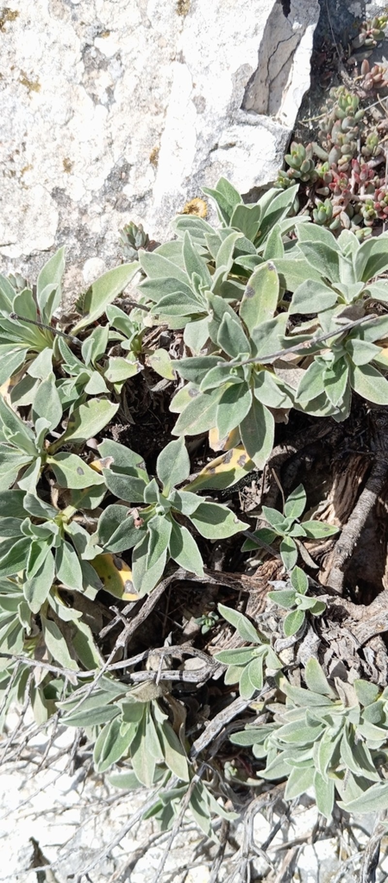 Pseudoscabiosa saxatilis photo 3