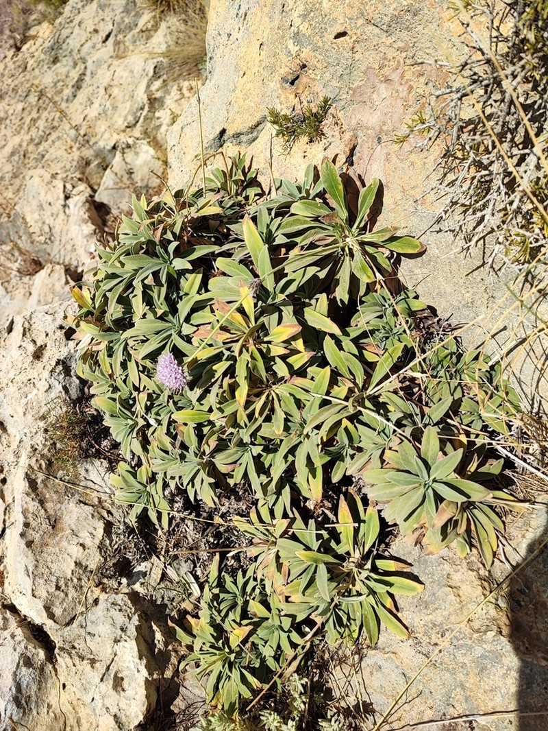 Pseudoscabiosa saxatilis photo 4