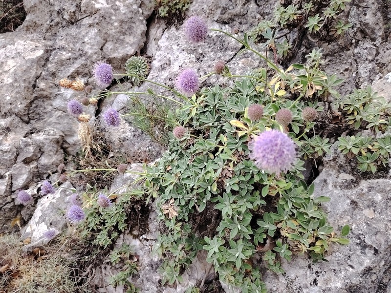 Pseudoscabiosa saxatilis photo 5
