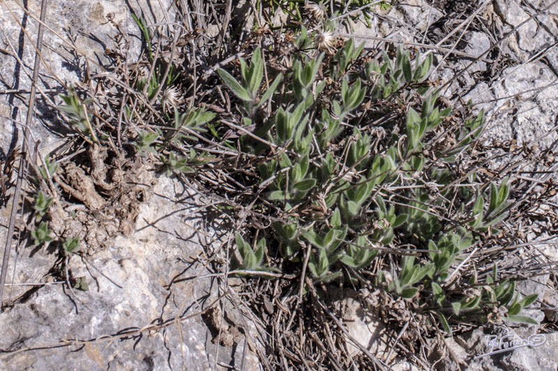 Pseudoscabiosa saxatilis photo 6