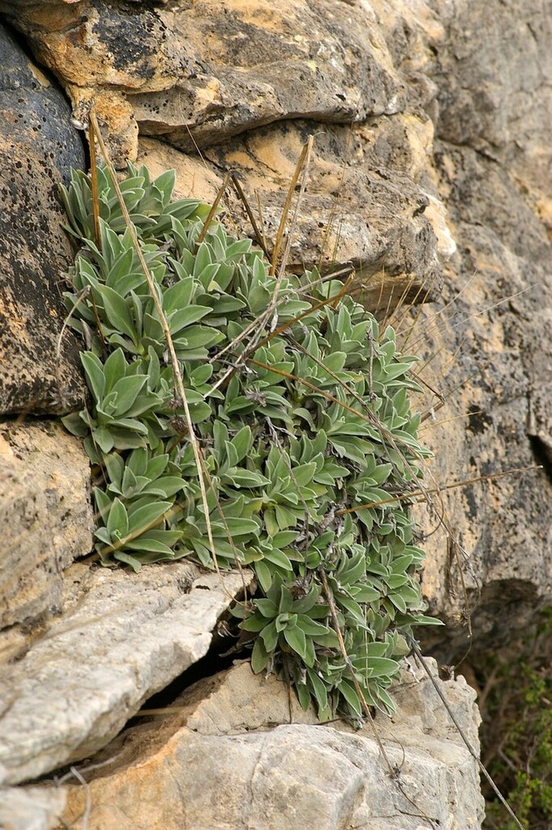 Pseudoscabiosa saxatilis photo 7