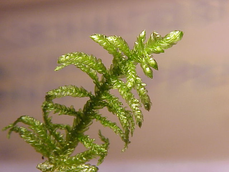 Pseudoscleropodium Moss