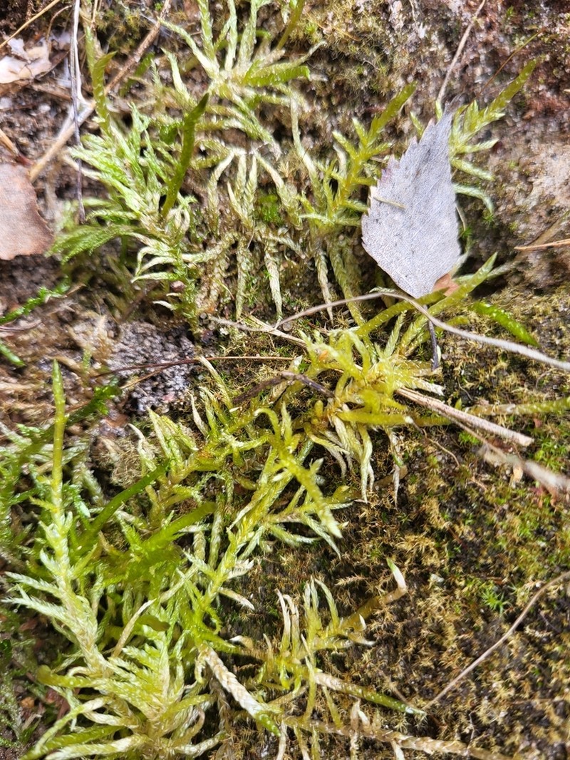 Pseudoscleropodium Moss