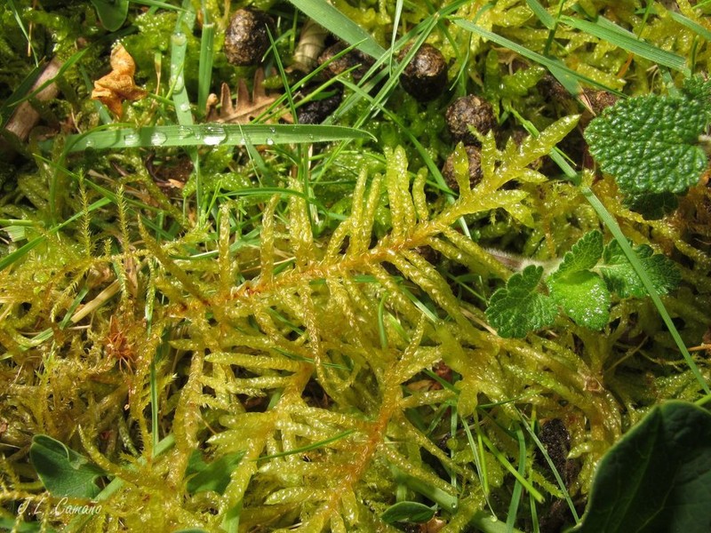 Pseudoscleropodium Moss photo 2