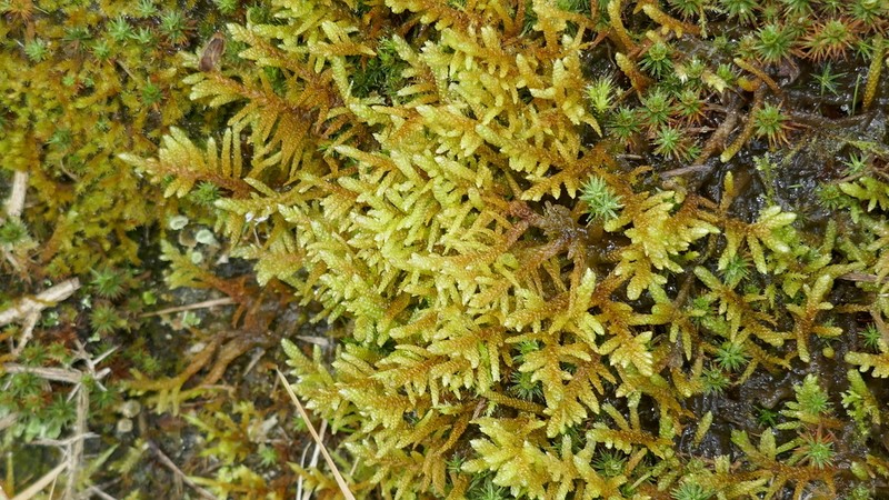 Pseudoscleropodium Moss photo 3