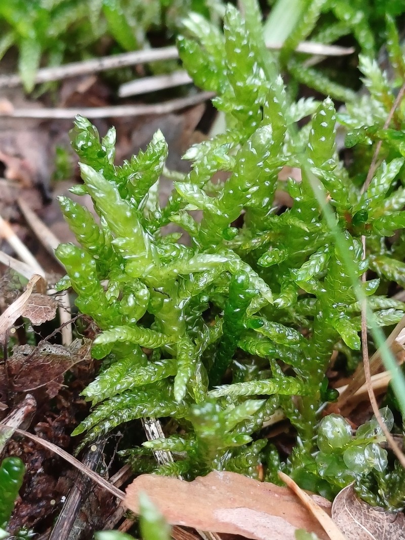 Pseudoscleropodium Moss photo 4
