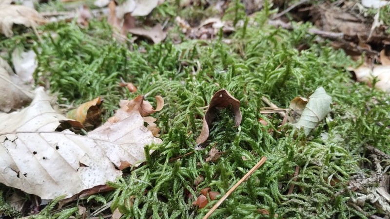 Pseudoscleropodium Moss photo 5