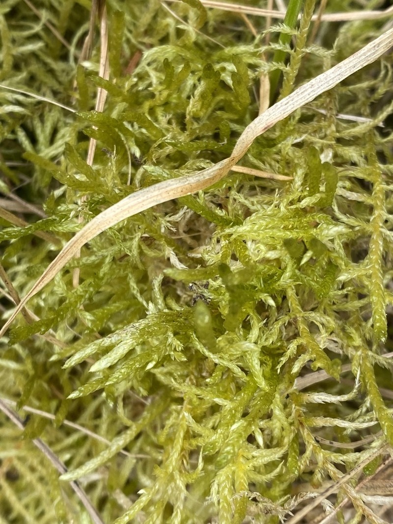 Pseudoscleropodium Moss photo 6
