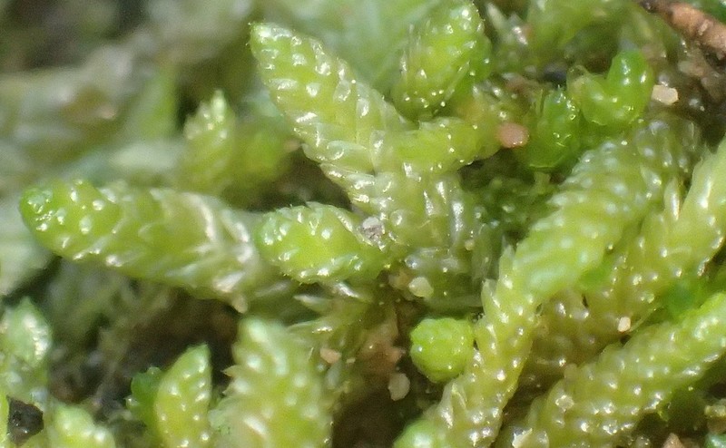 Pseudoscleropodium Moss photo 7
