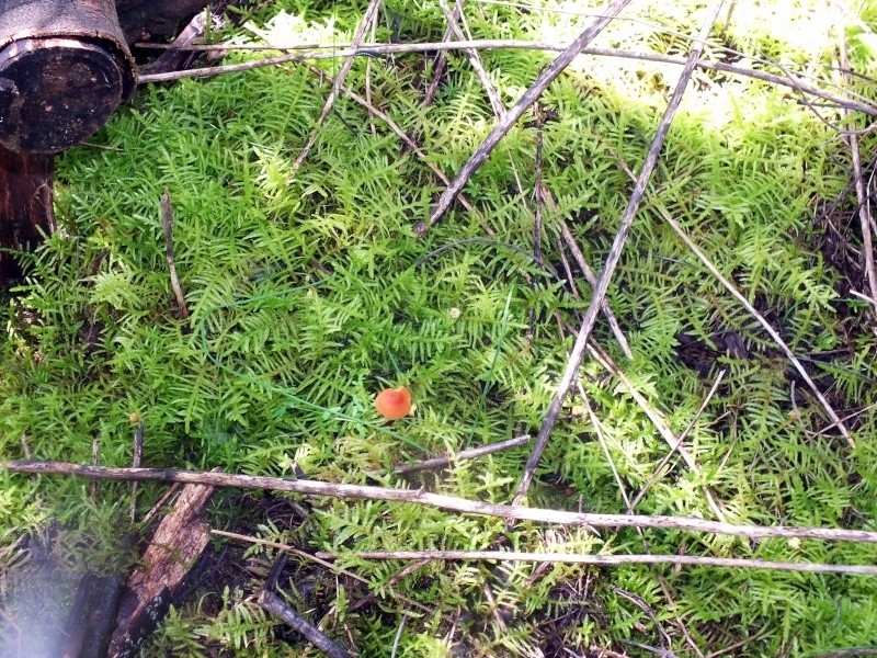 Pseudoscleropodium Moss photo 8