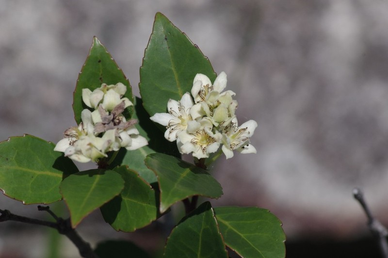 Pseudoscolopia polyantha photo 2