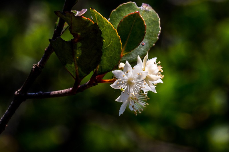 Pseudoscolopia polyantha photo 3
