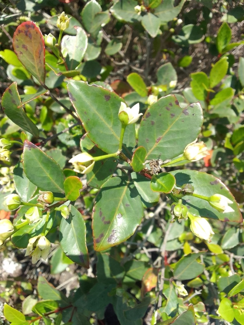 Pseudoscolopia polyantha photo 4