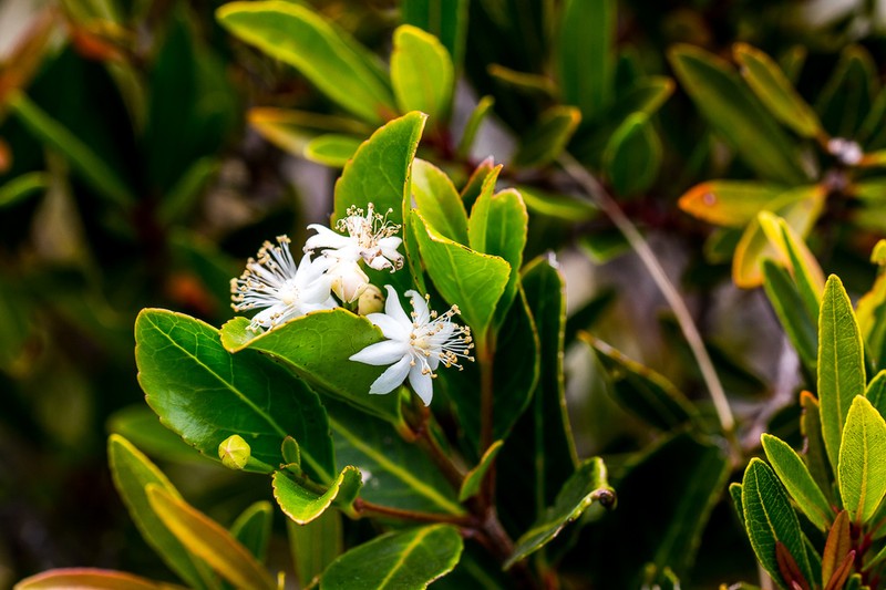 Pseudoscolopia polyantha photo 5