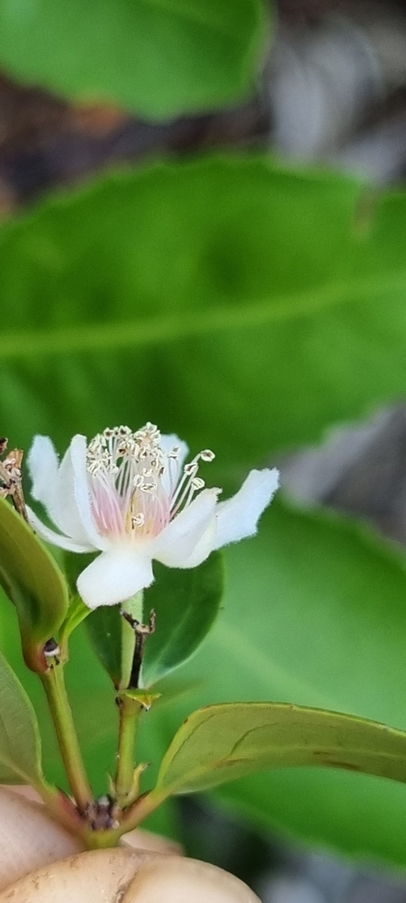 Pseudoscolopia polyantha photo 6