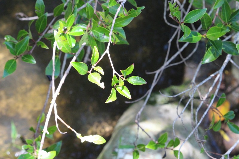 Pseudoscolopia polyantha photo 7