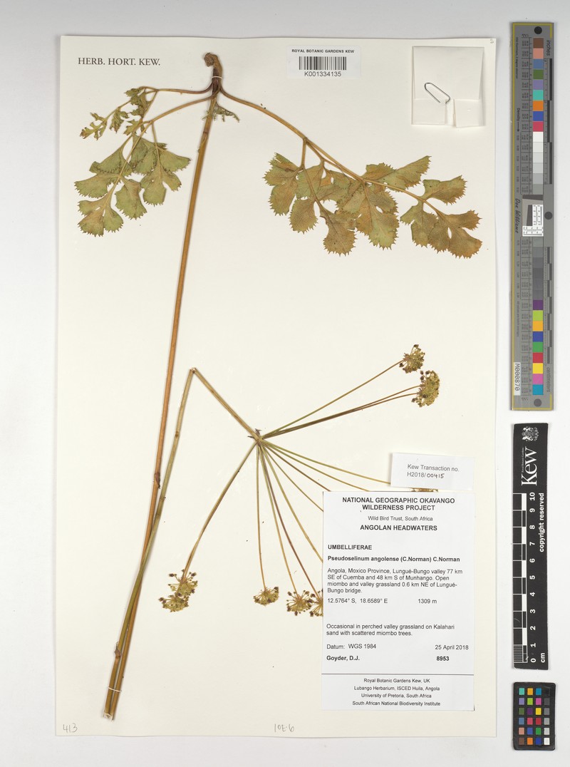 Pseudoselinum angolense