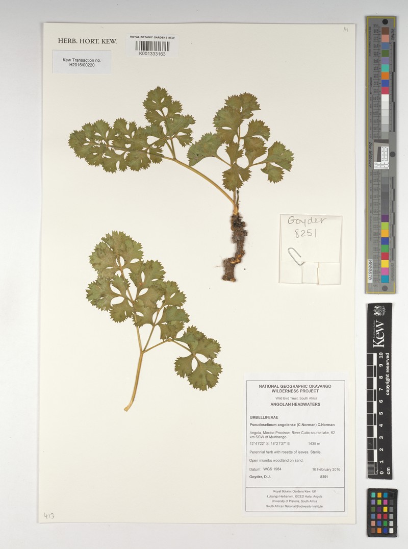 Pseudoselinum angolense photo 2