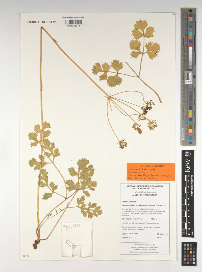 Pseudoselinum angolense photo 3