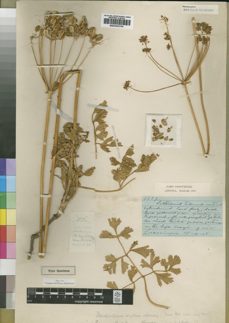 Pseudoselinum angolense photo 4