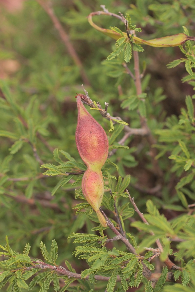 Pseudosenegalia feddeana