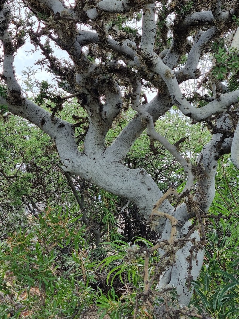 Pseudosenegalia feddeana photo 3