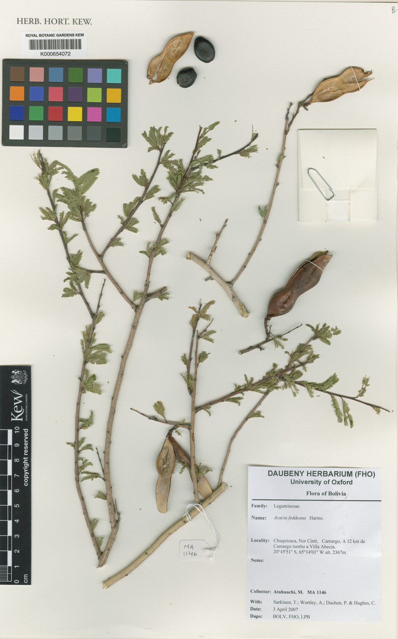 Pseudosenegalia feddeana photo 4