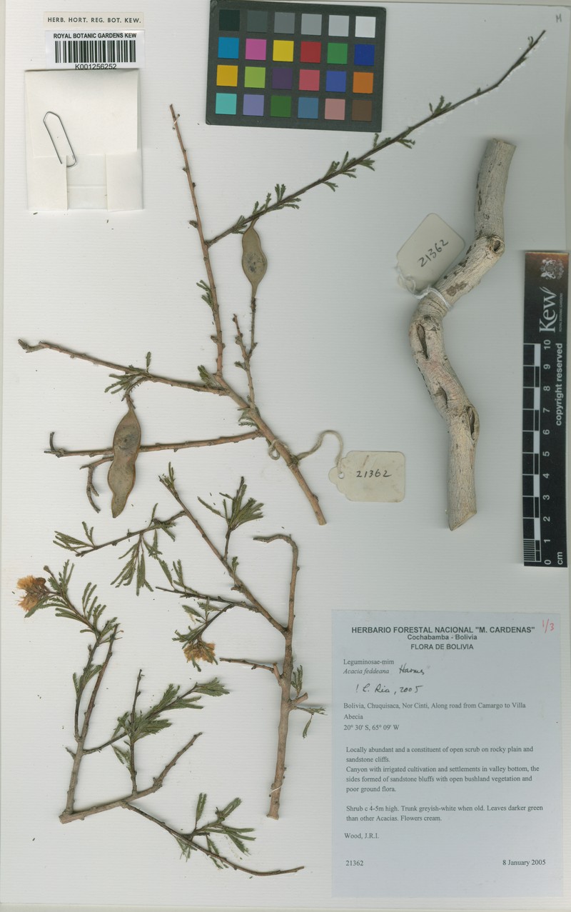 Pseudosenegalia feddeana photo 5