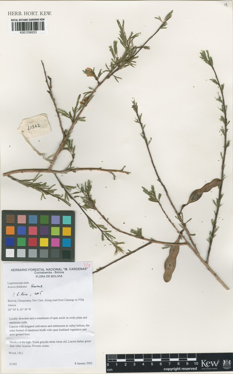 Pseudosenegalia feddeana photo 6