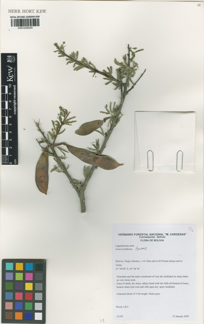 Pseudosenegalia feddeana photo 7