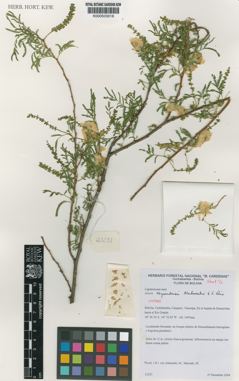 Pseudosenegalia riograndensis