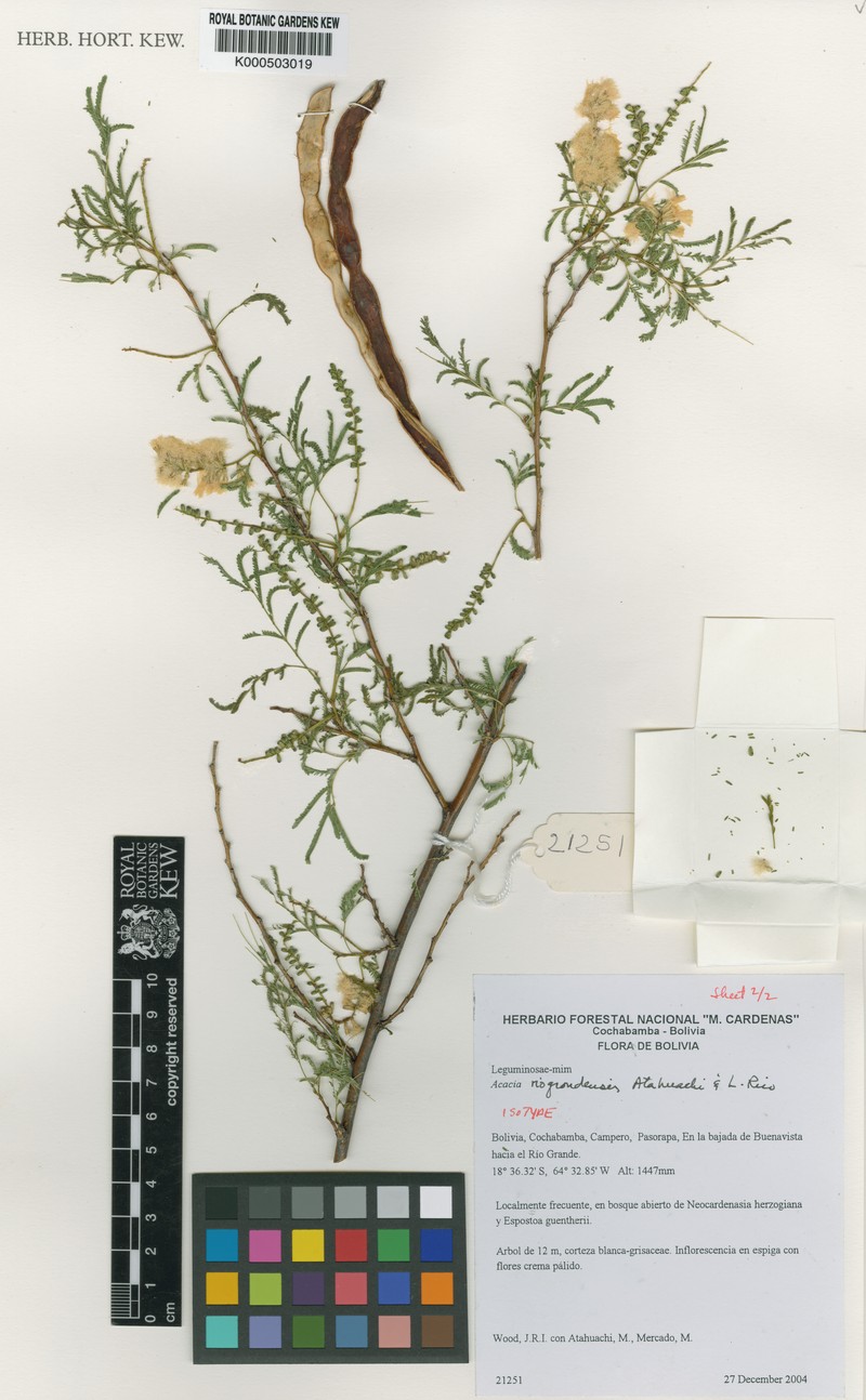 Pseudosenegalia riograndensis photo 2