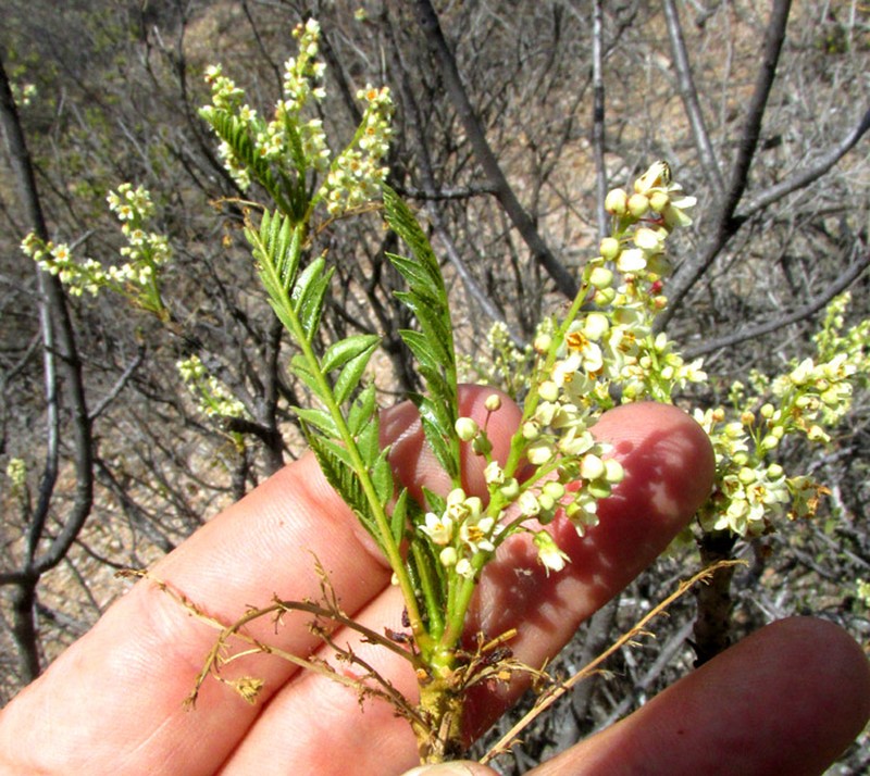 Pseudosmodingium andrieuxii