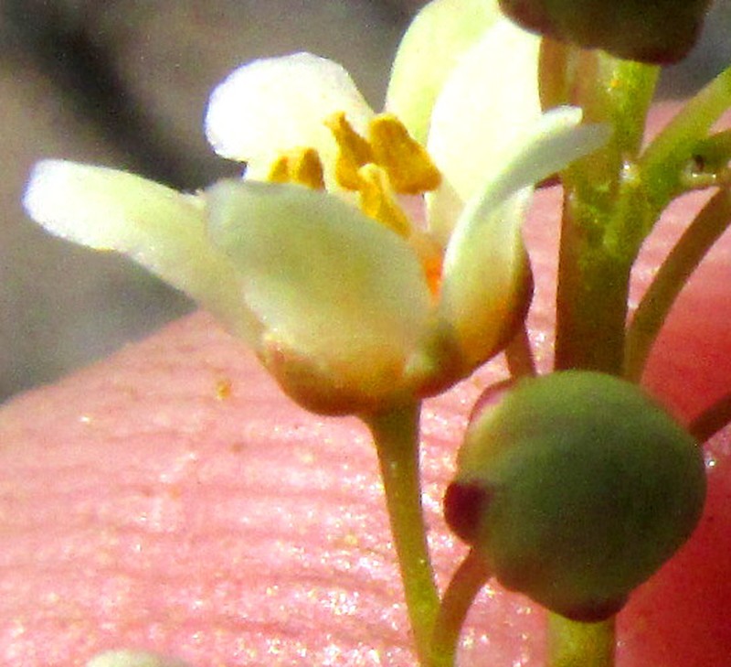 Pseudosmodingium andrieuxii photo 2