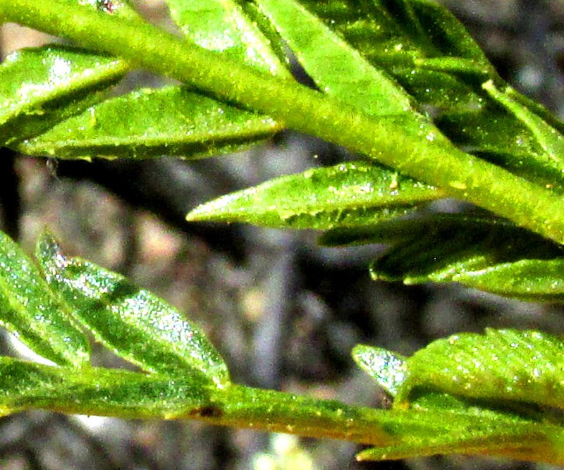 Pseudosmodingium andrieuxii photo 3