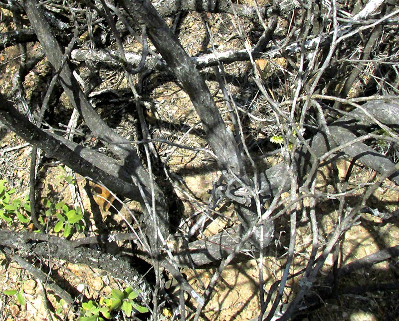 Pseudosmodingium andrieuxii photo 4