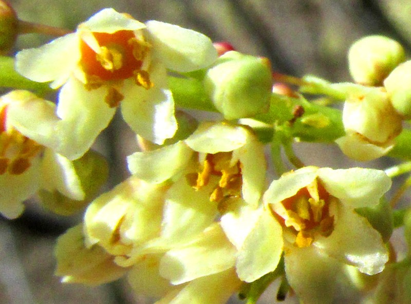 Pseudosmodingium andrieuxii photo 6