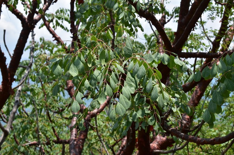 Pseudosmodingium perniciosum photo 2