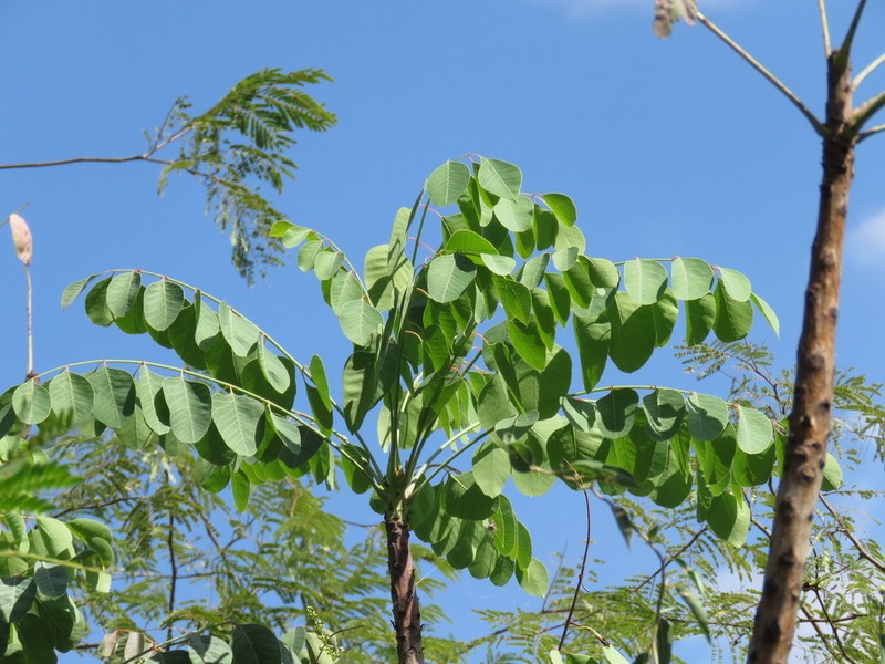 Pseudosmodingium perniciosum photo 3