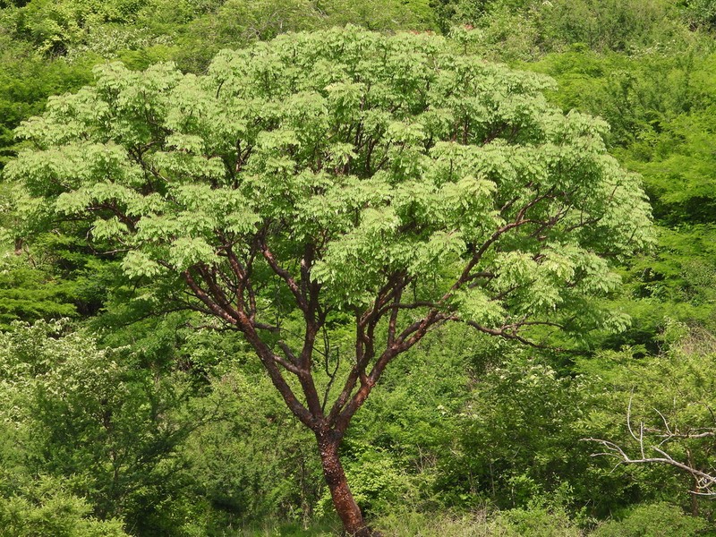 Pseudosmodingium perniciosum photo 4