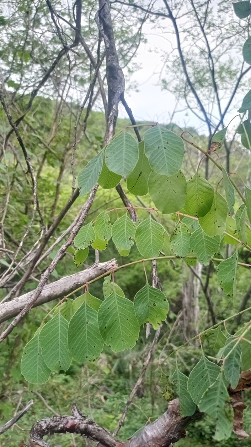 Pseudosmodingium perniciosum photo 5